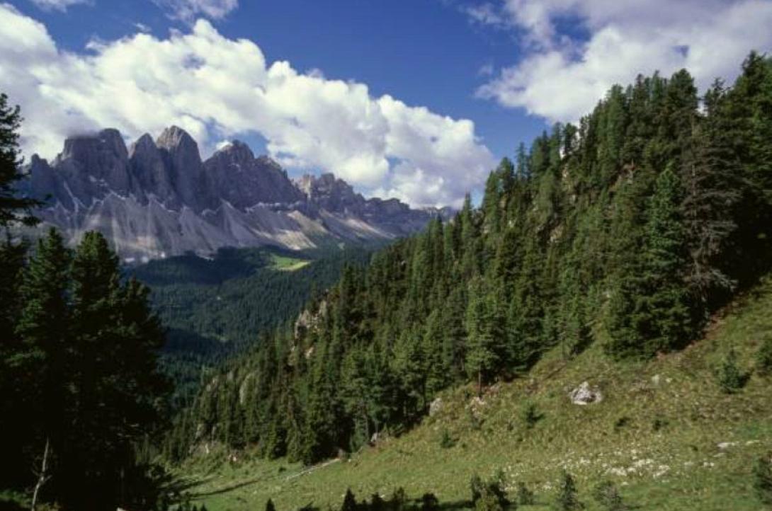 4χρονη χάθηκε σε δάσος και επέζησε τρώγοντας φρούτα και πίνοντας νερό από το ποτάμι.jpg