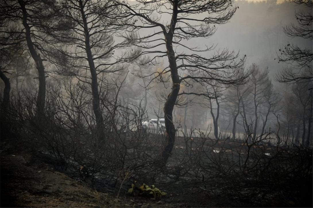 εύβοια δάσος natura φωτιά
