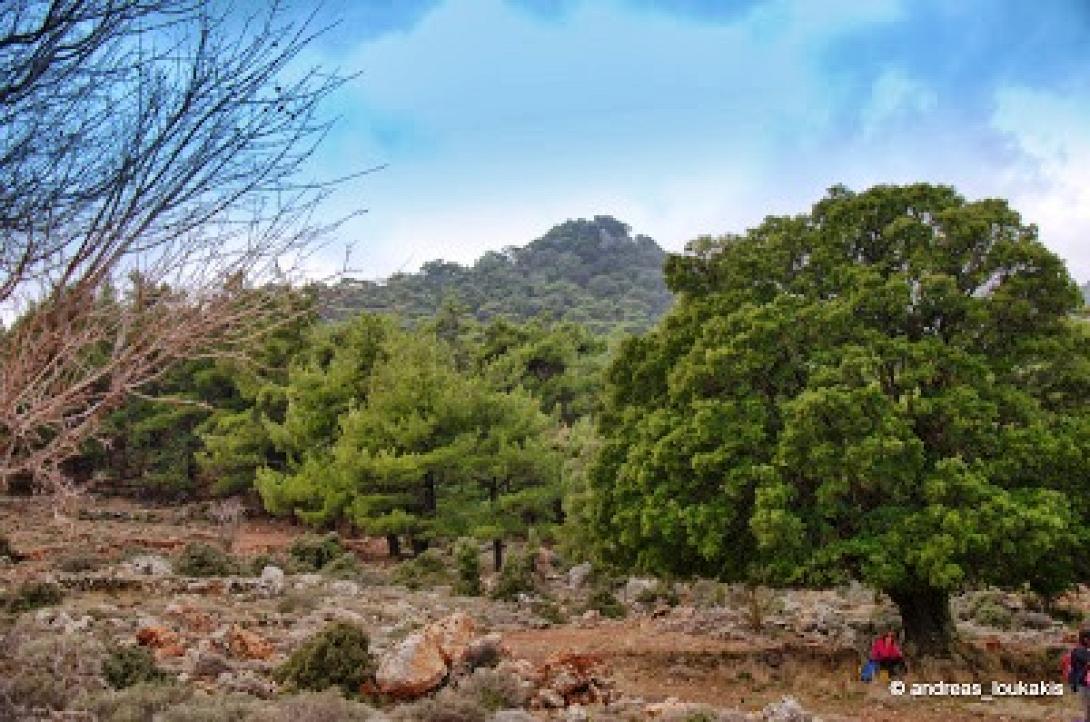 δασος κρουστα