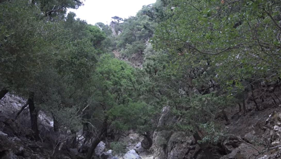 Δασος Ρουβα