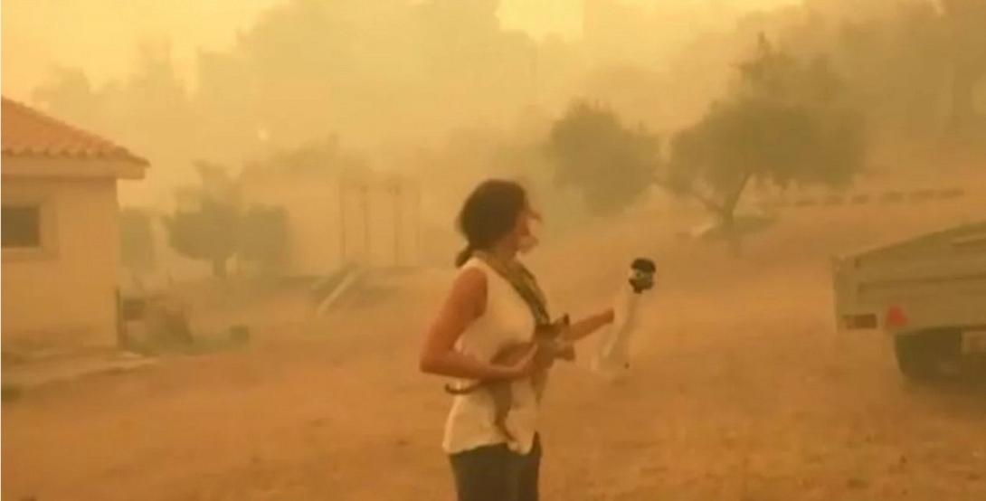 δημοσιογραφος γατακι