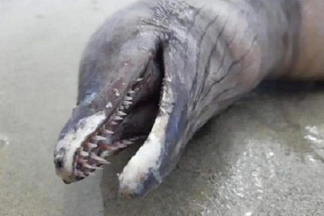 απόκοσμο πλάσμα