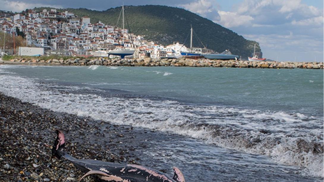 Νεκρά δελφίνια σε παραλίες λόγω των ισχυρών ανέμων.jpg