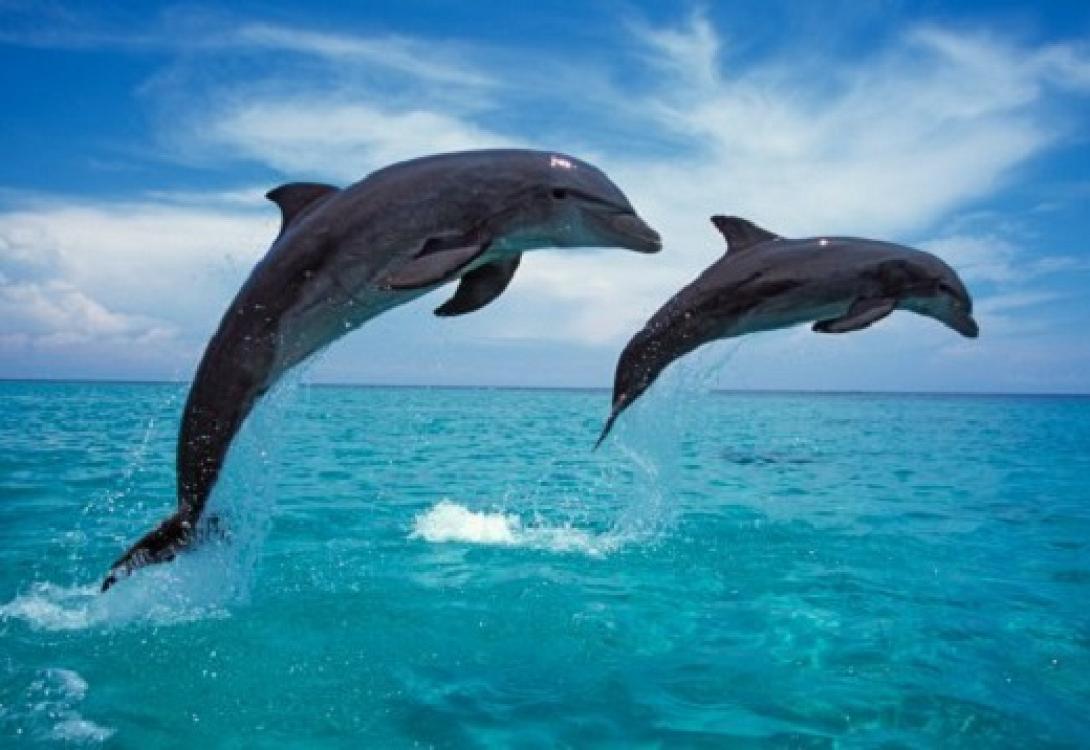 δελφίνια