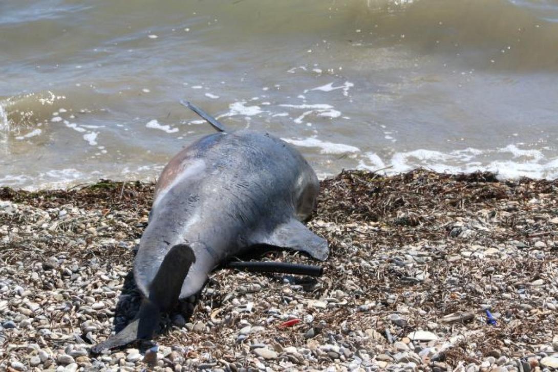 Νεκρό δελφίνι στην παραλία της Λυγαριάς