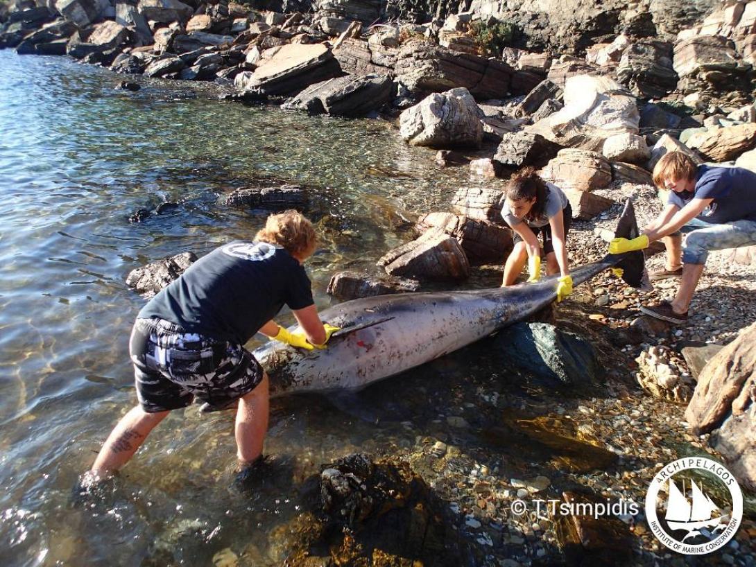 Δελφίνι πνίγηκε από κομμάτι πλαστικού στη Σάμο