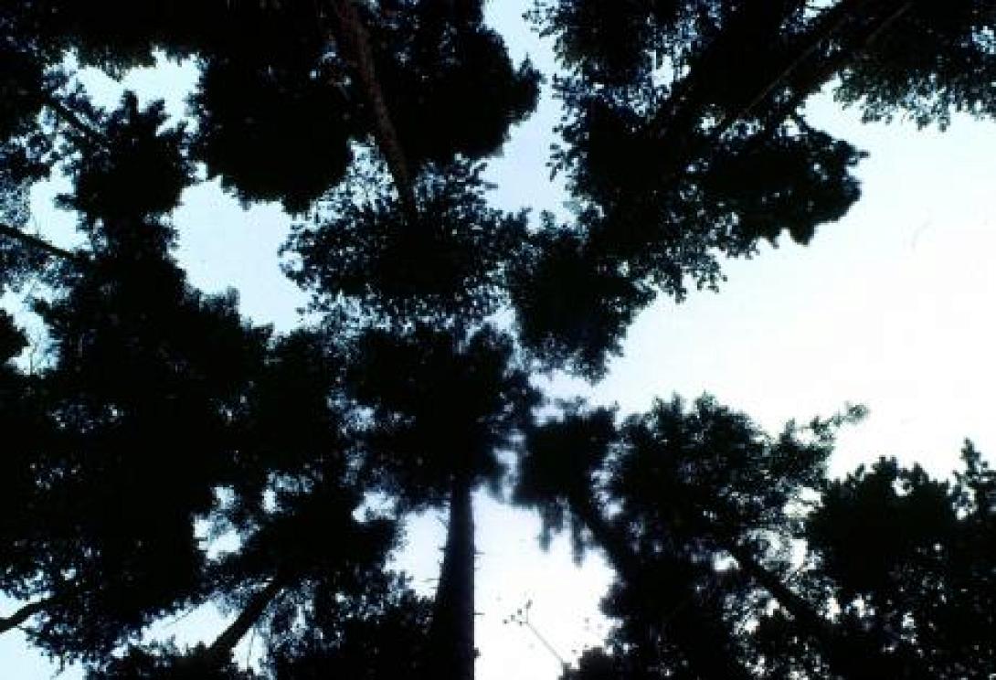 Τα δέντρα αναπτύσσονται...όταν γερνάνε!!