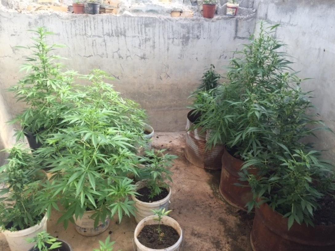 δενδρύλλια κάνναβης