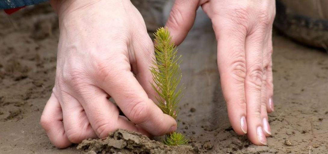 δενδροφυτευση