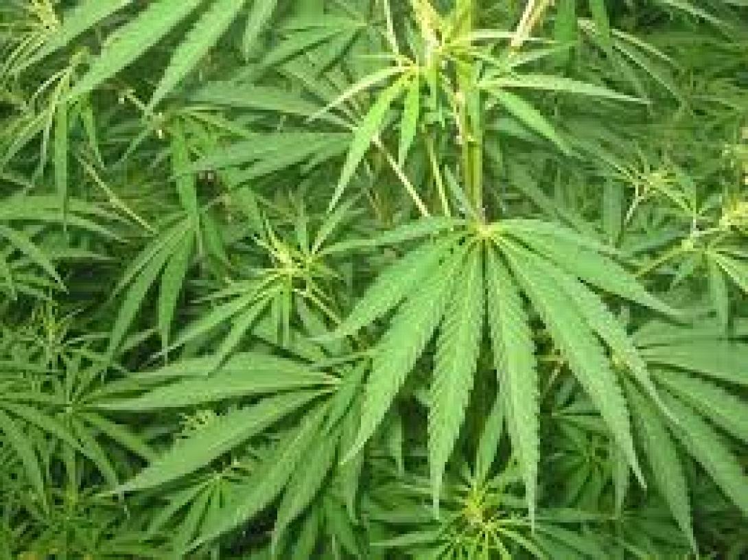 Ρέθυμνο: Συνελήφθη 51χρονος για καλλιέργεια δενδρυλλίων κάνναβης