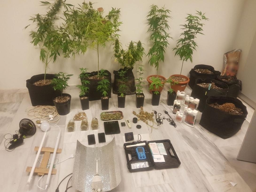 καλλιέργεια κάνναβης