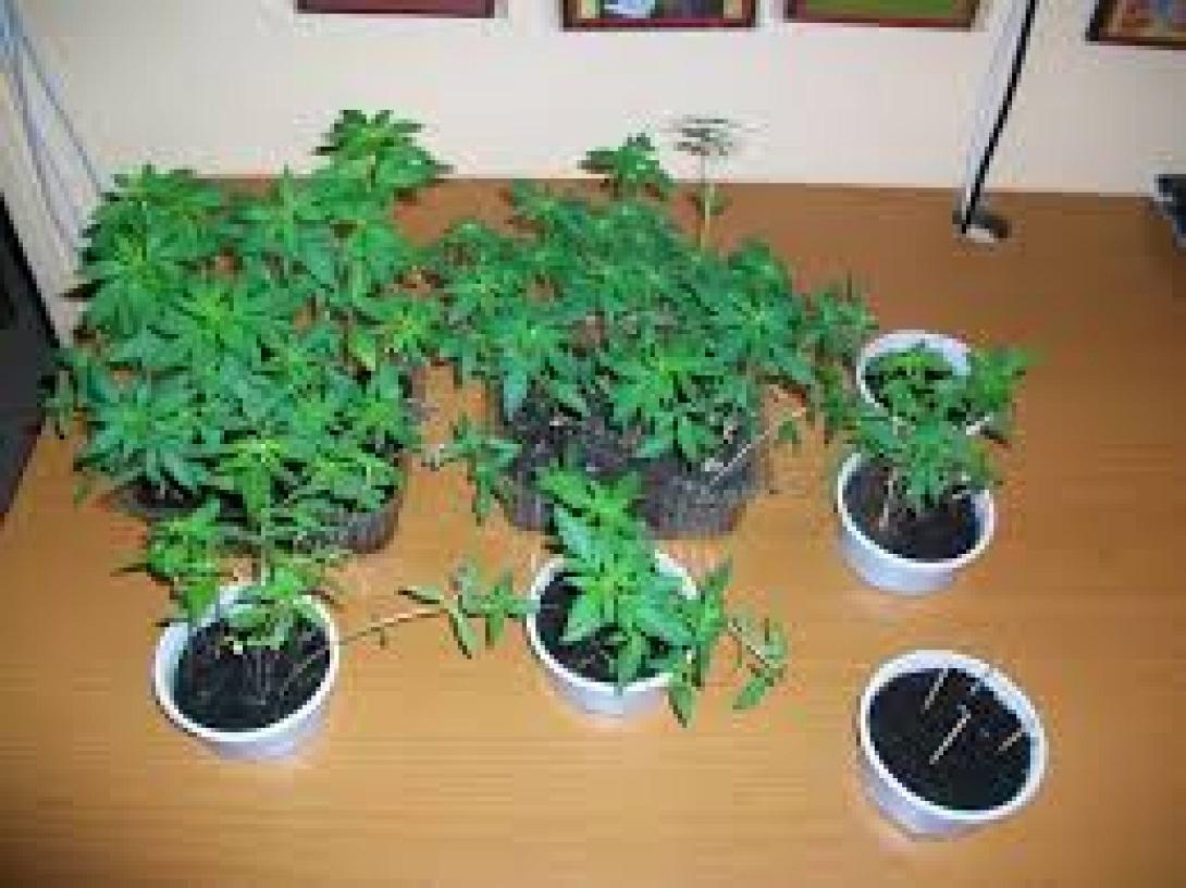 Δενδρύλλια κάνναβης καλλιεργούσε στο σπίτι του ένας 44χρονος στον Αποκόρωνα