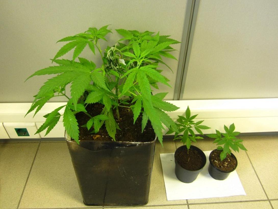 Χειροπέδες σε 34χρονο στο Ηράκλειο, που καλλιεργούσε κάνναβη στο σπίτι του