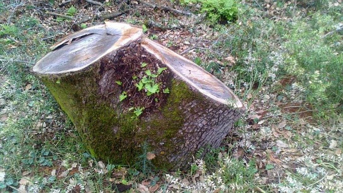 κομμένο δέντρο