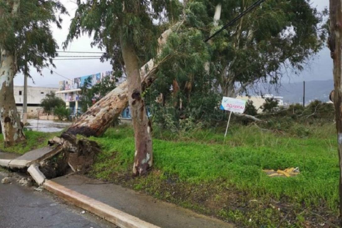 Οι άνεμοι ξερίζωσαν δέντρο στη λεωφόρο Σούδας