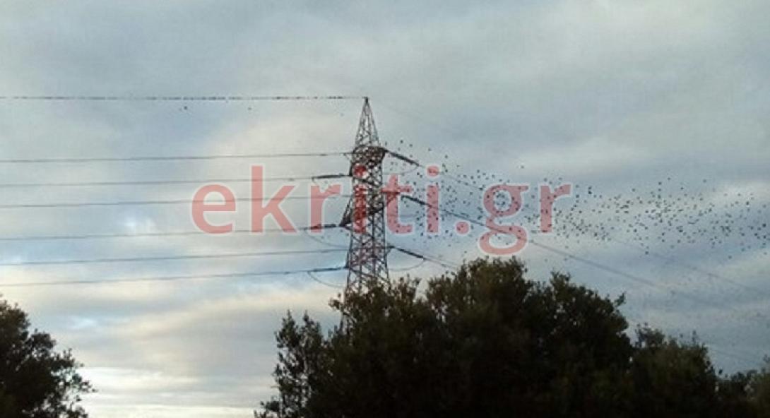 δεντρο τρικαλα