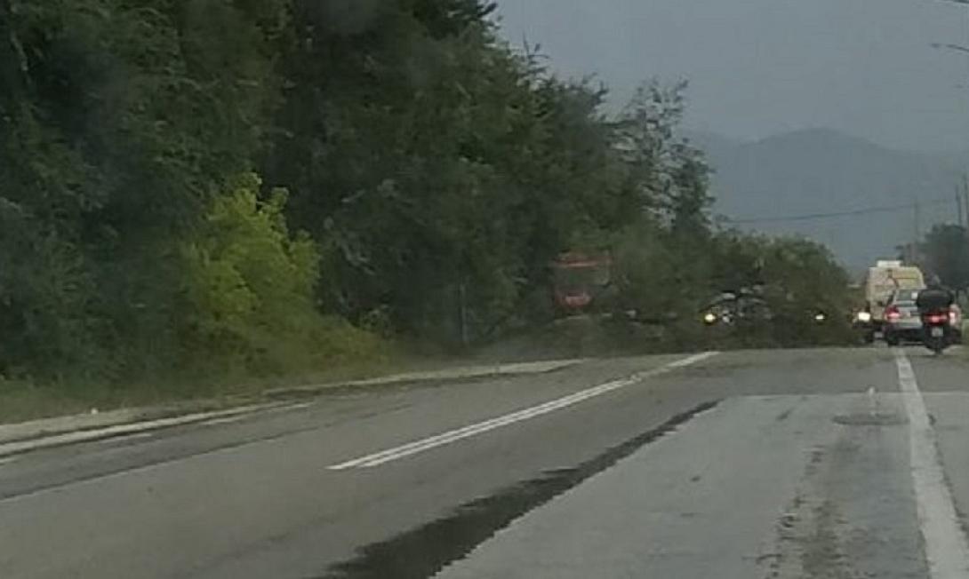 δέντρο δρόμος