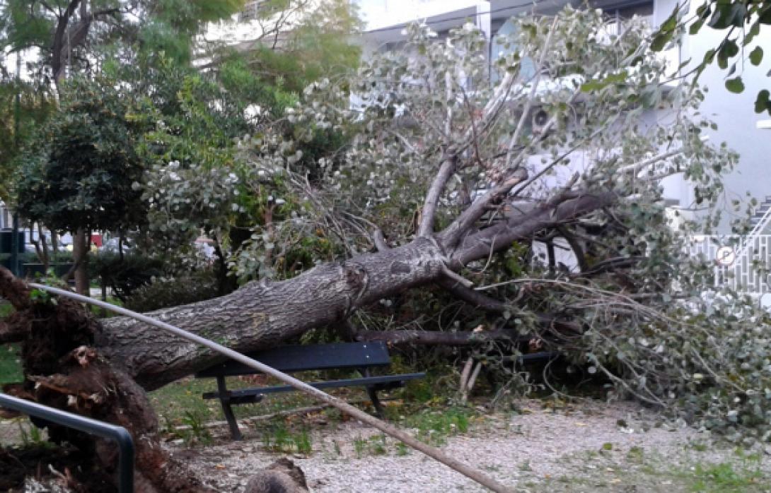 Προβλήματα και πτώσεις δέντρων απο τους δυνατούς ανέμους στη Κρήτη