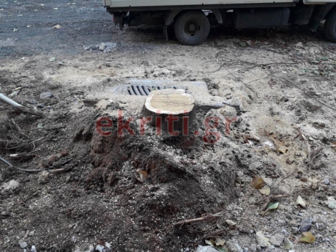 δεντρο Ιδης