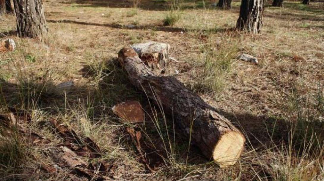 Πέλλα: Καταπλακώθηκε από δέντρο που ο ίδιος έκοψε