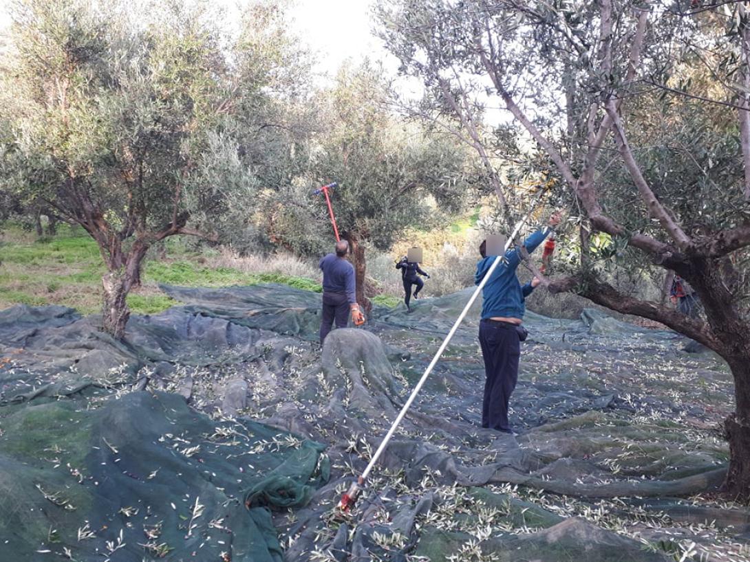 δεπαναλ - μαζεμα ελιων