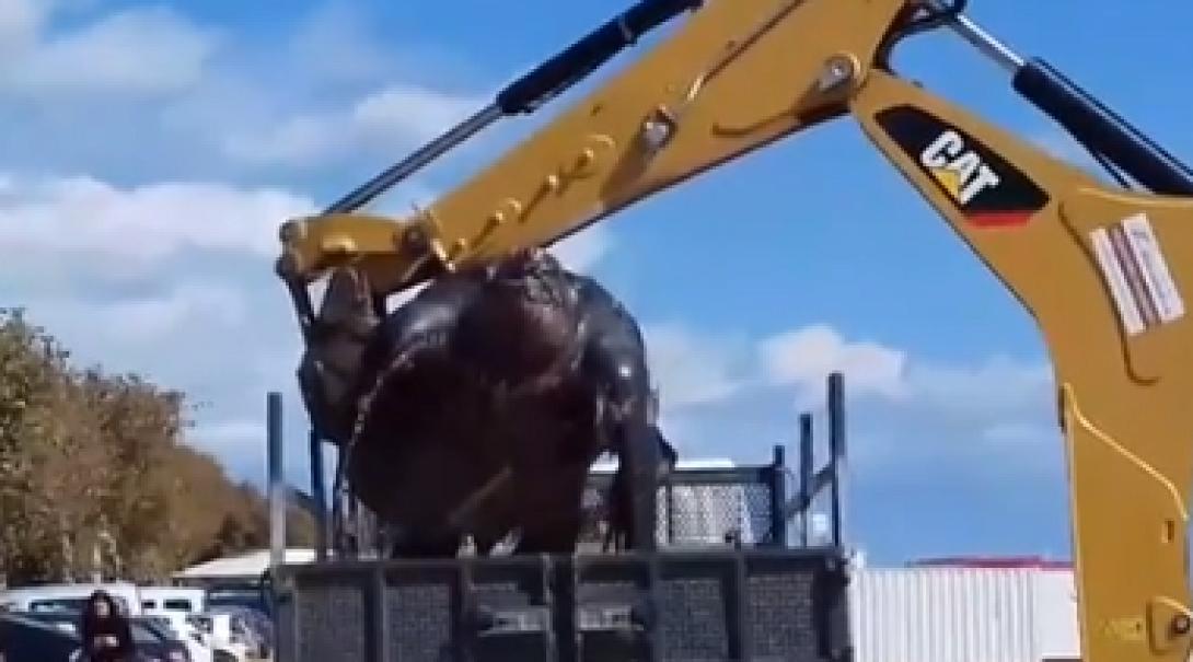 Δερματοχελώνα 