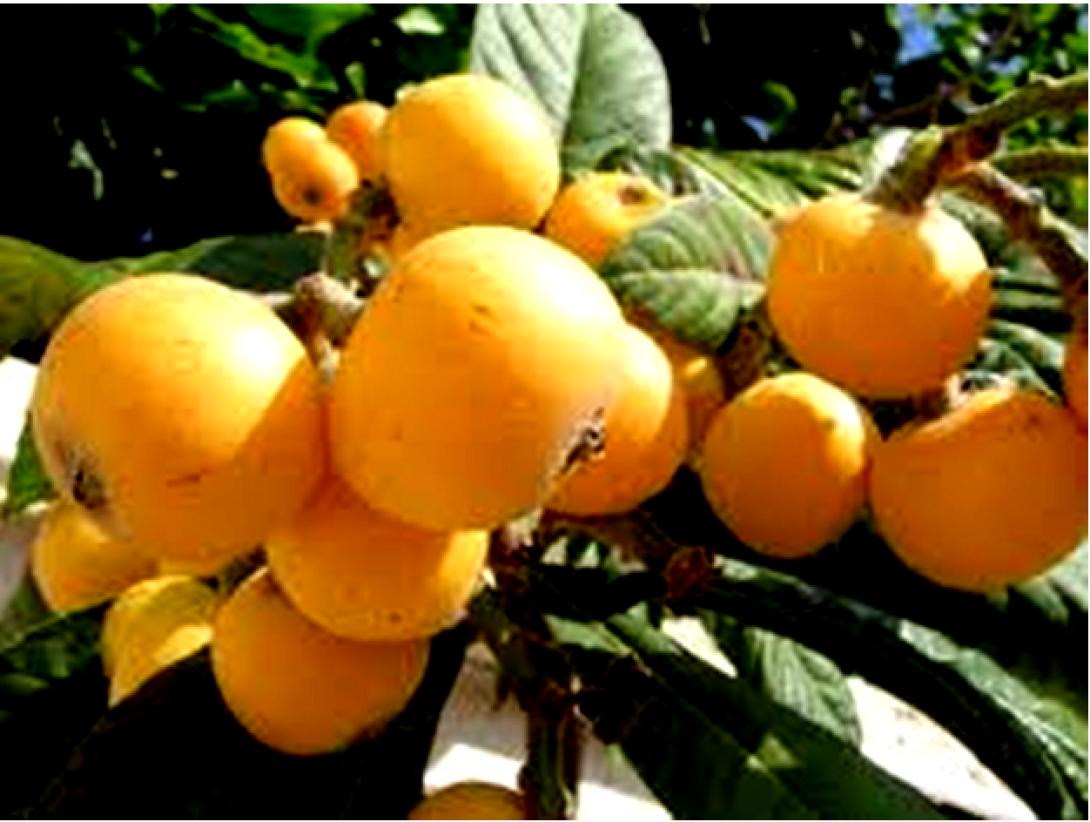 Μικρά μυστικά για τη Δεσπολιά 