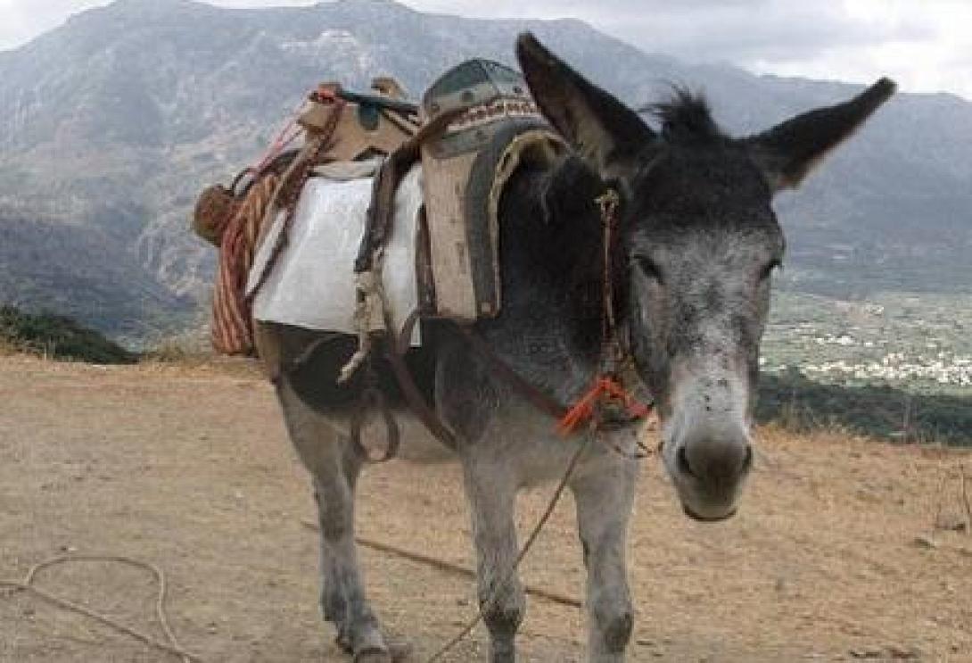 γαιδουράκι