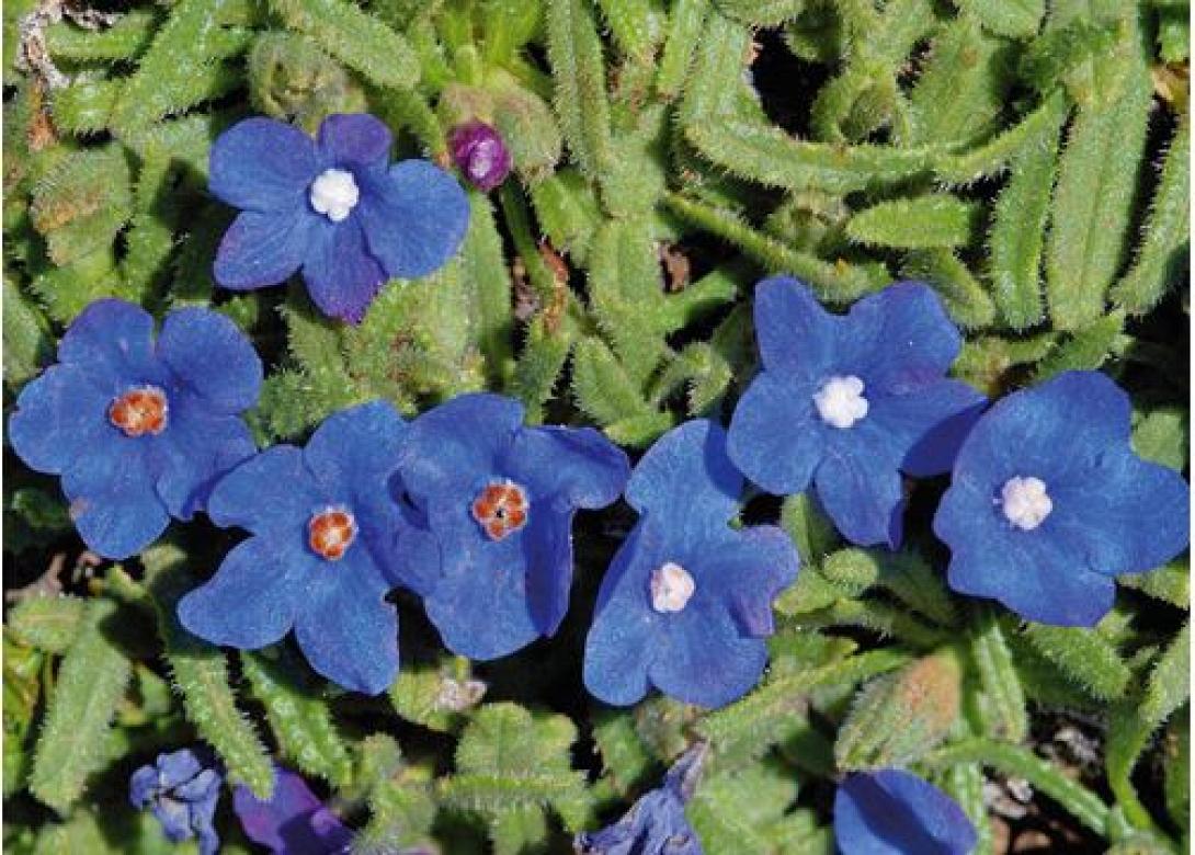 Βιβλίο – έκδοση του δήμου Χανίων για την κρητική χλωρίδα