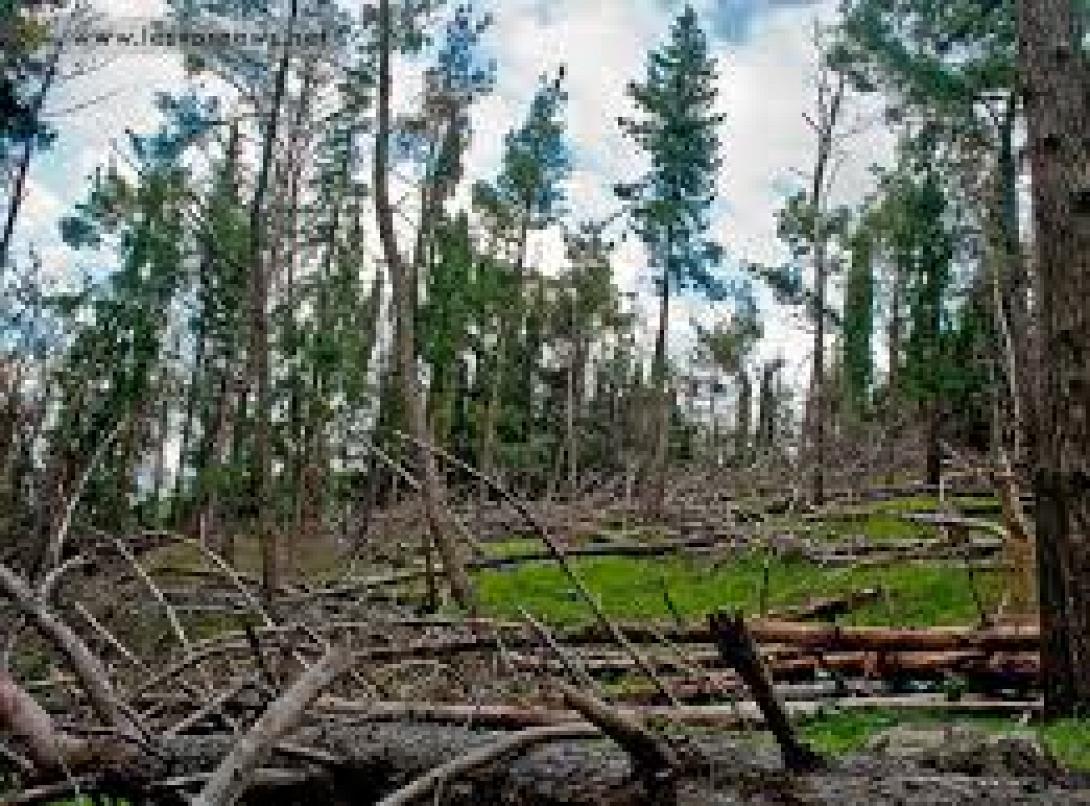 Ηράκλειο: Συνελήφθη κτηνοτρόφος που είχε... "ξαμολήσει" το κοπάδι του σε χωράφι