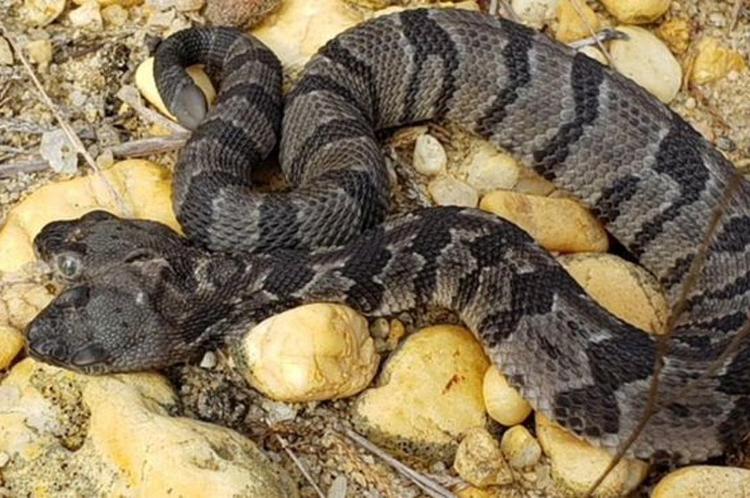 διπλός ντέιβ