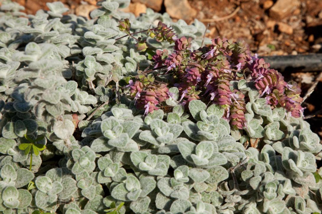 Μέσα στον Οκτώβριο η κυκλοφορία του Κρητικού αντιικού σκευάσματος 