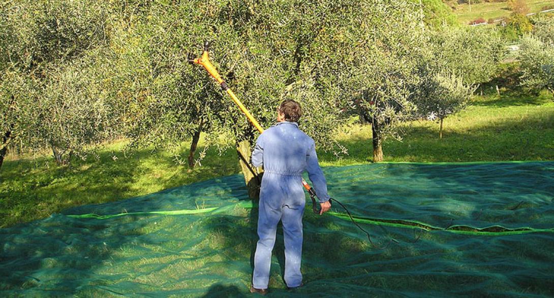 Κόλπο για γρήγορο και εύκολο μάζεμα του ελαιόπανου! (βίντεο)