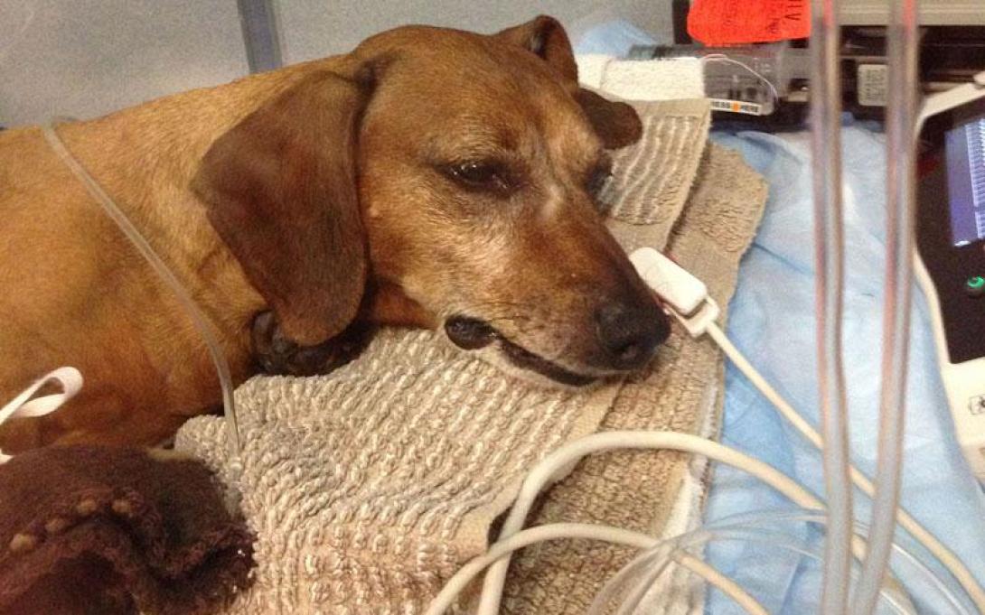 Καταγγέλλουν δηλητηριάσεις ζώων στις Αρχάνες