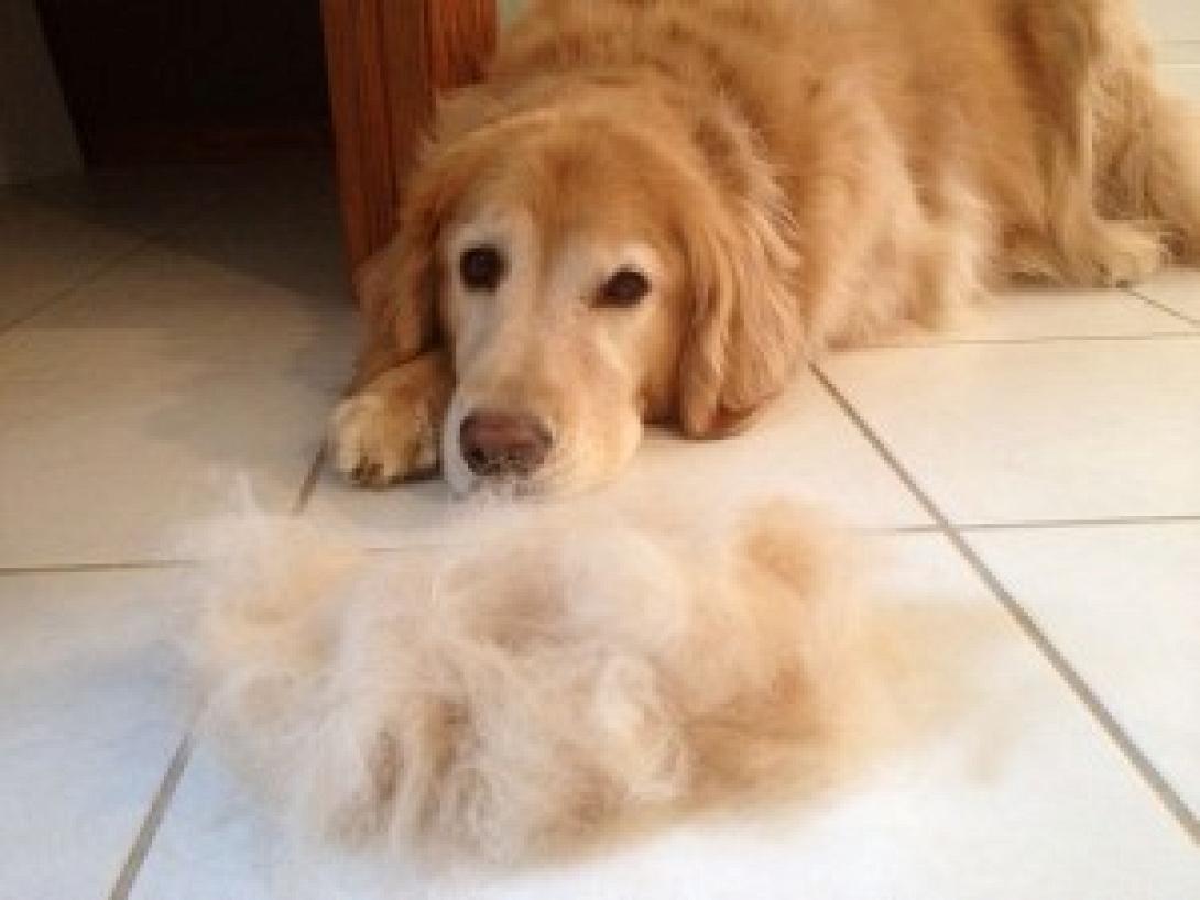 Απαλλάξτε το χώρο από τις τρίχες των κατοικίδιών σας