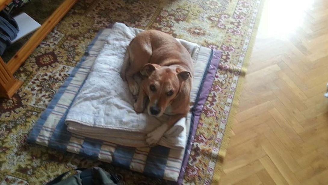 'Εκαναν ευθανασία στο σκύλο της ισπανίδας που προσεβλήθη από τον 'Εμπολα