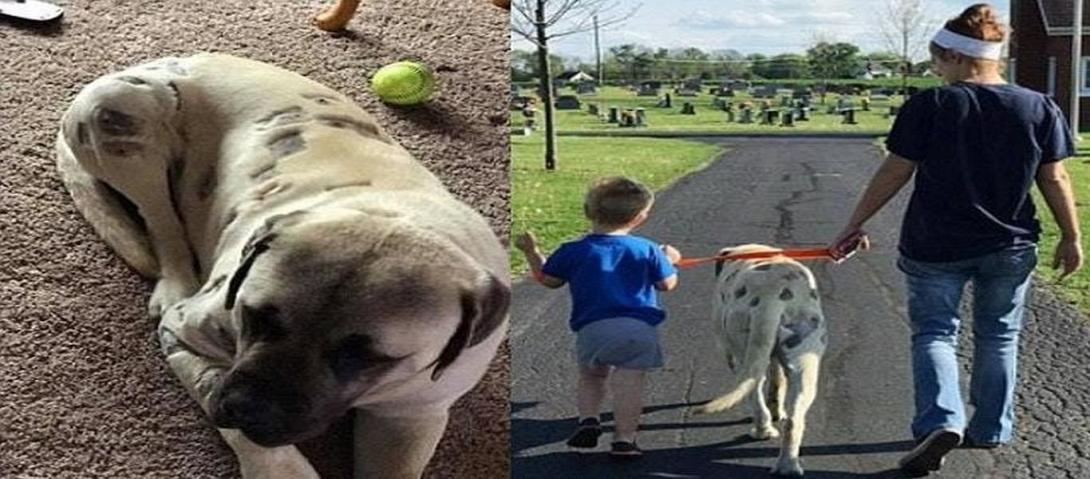 σκυλί αεροβόλο