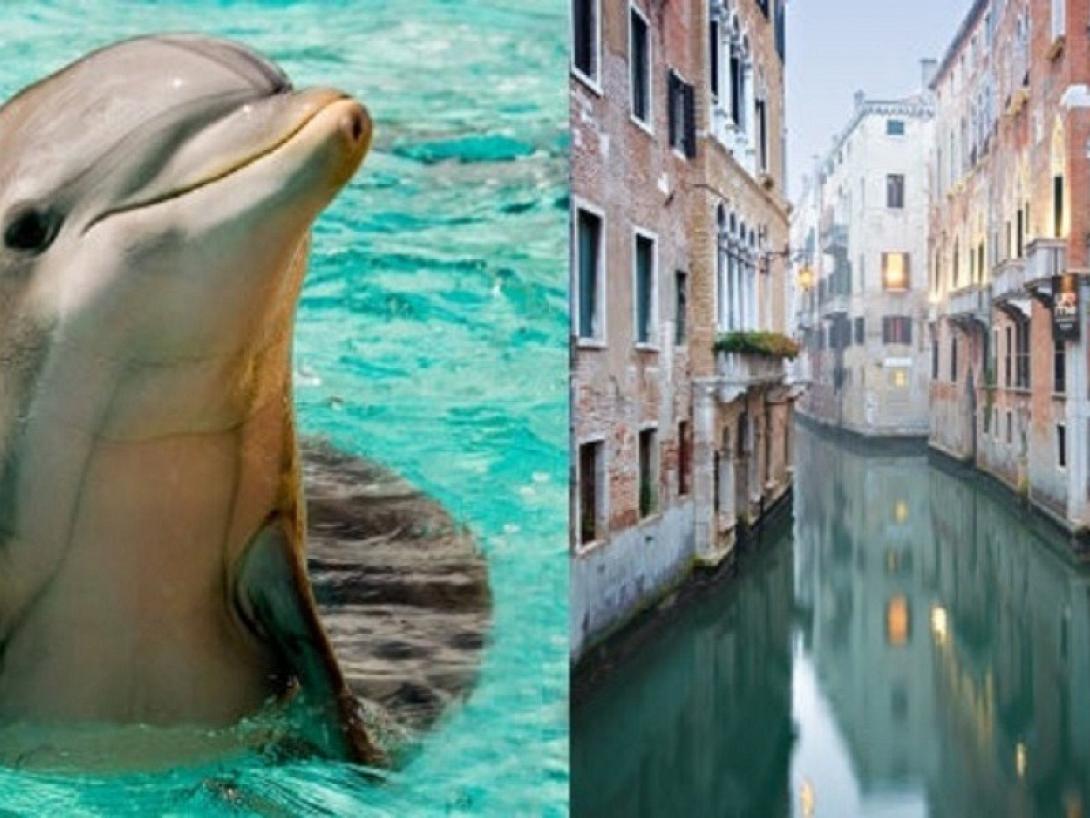 dolphinsinvenice-header.jpg