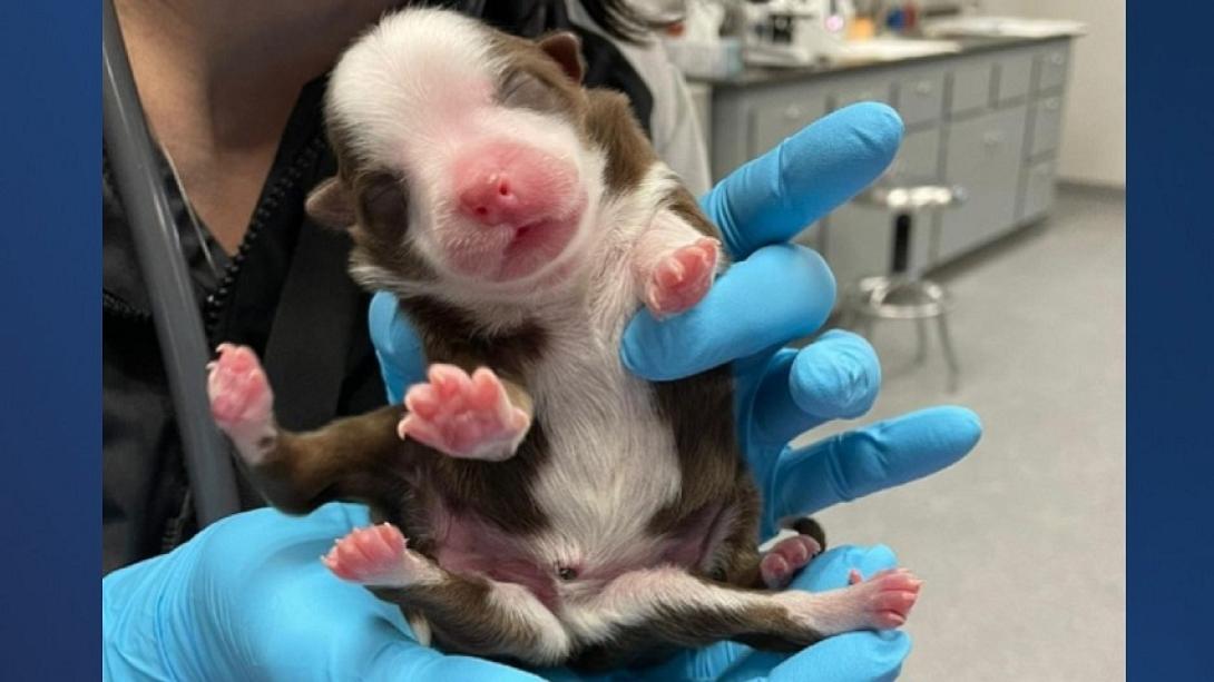 κουτάβι με 6 πόδια