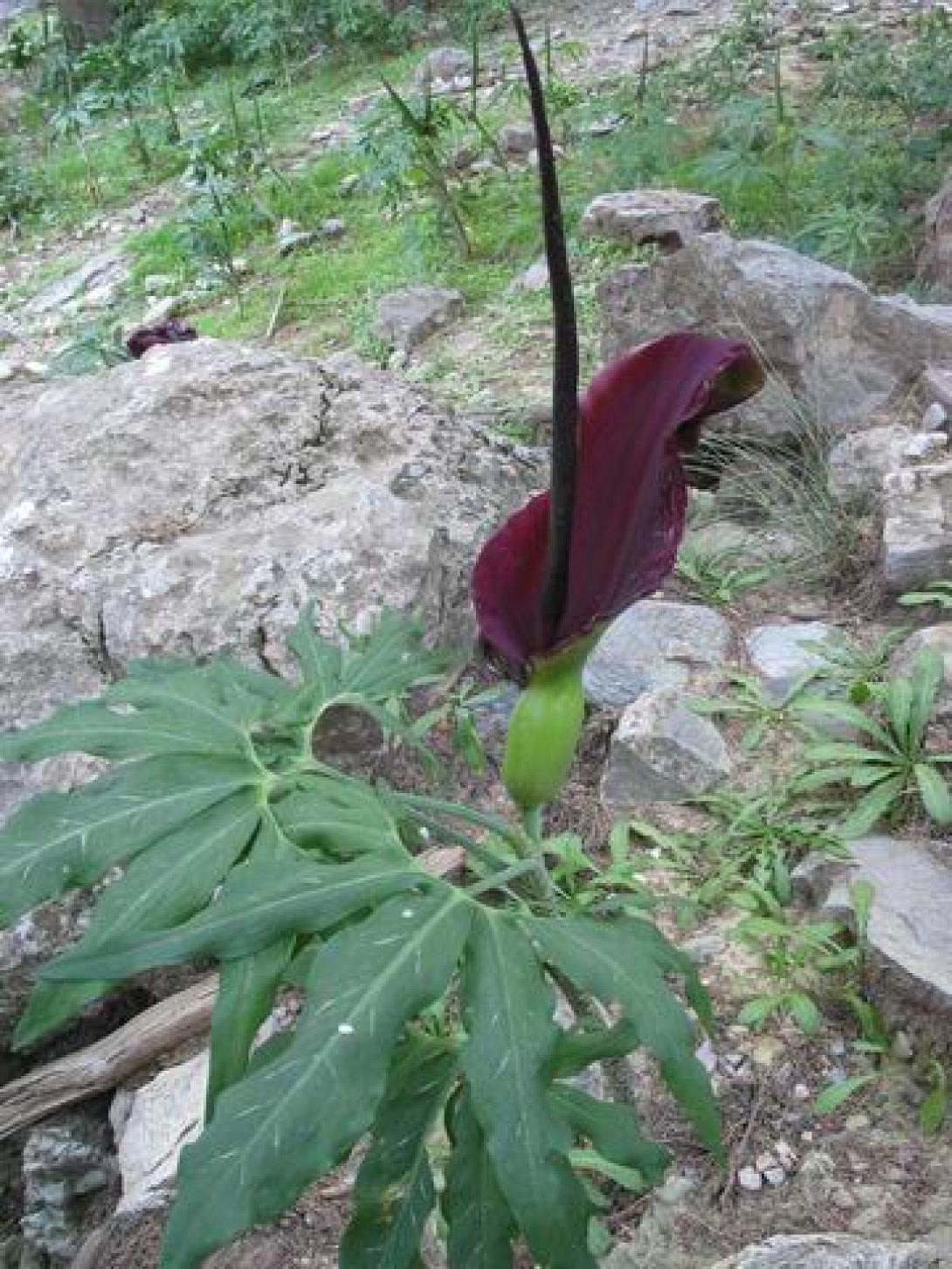 δηλητηριωδη φυτα κρητη 