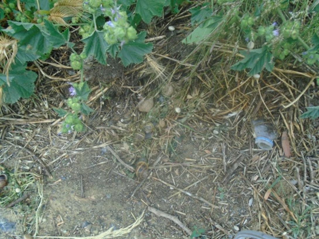 σαλιγκάρια 4