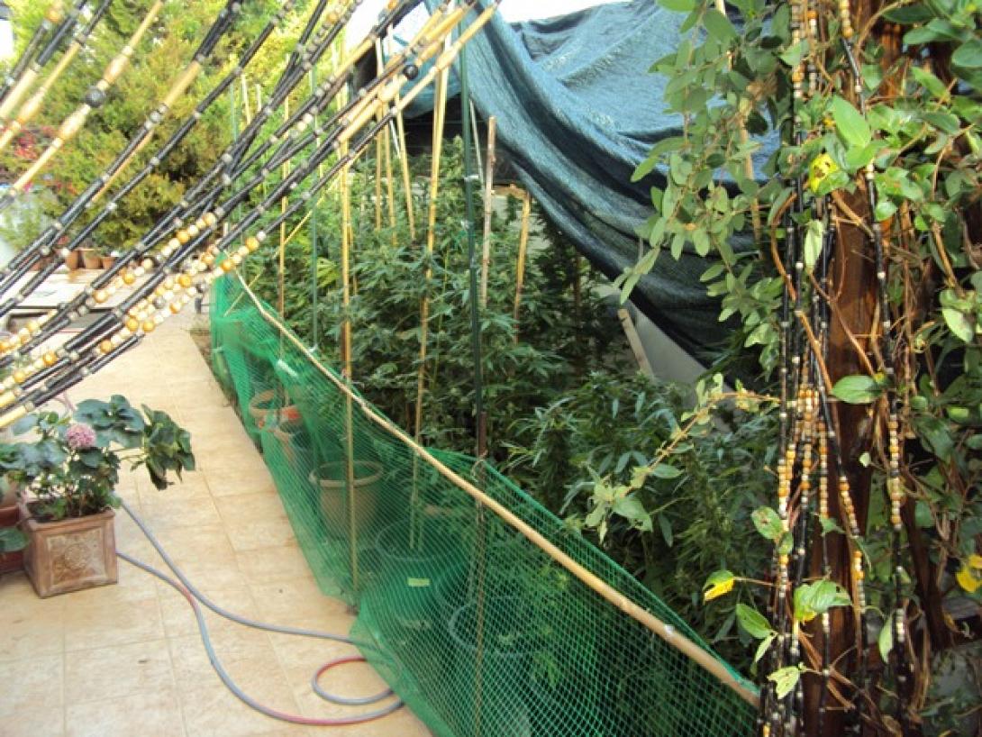 Συλλήψεις στο Ρέθυμνο καλλιέργεια δενδρυλλίων κάνναβης