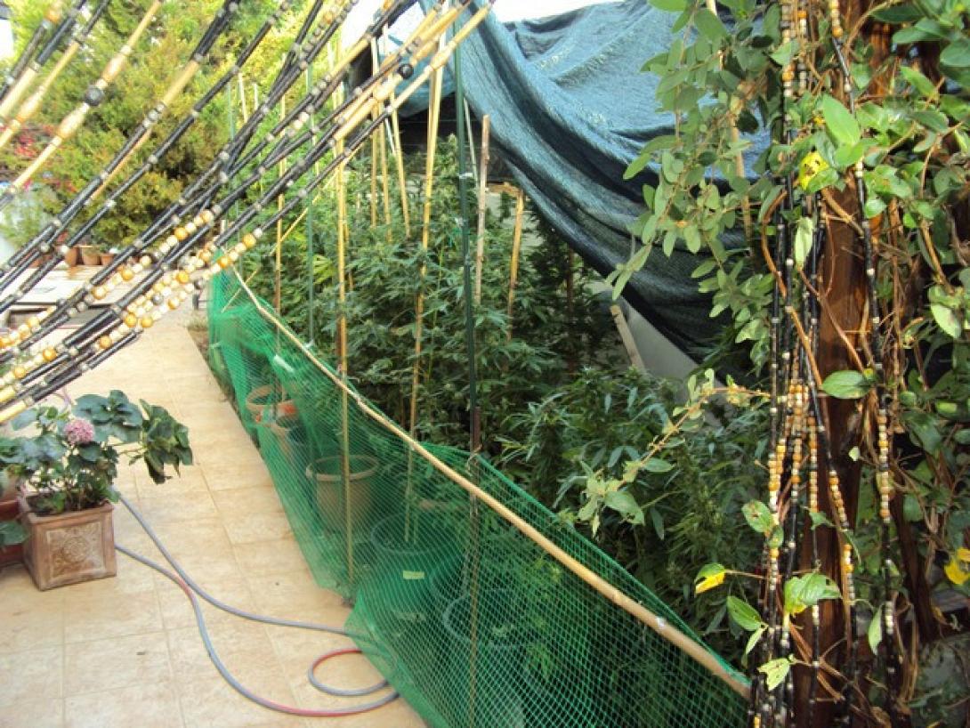 Φροντισμένο κήπο με ... χασισόδεντρα είχε ζευγάρι Βρετανών στο Ρέθυμνο