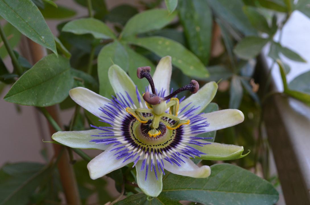 ρολογια ή πασιφλόρα