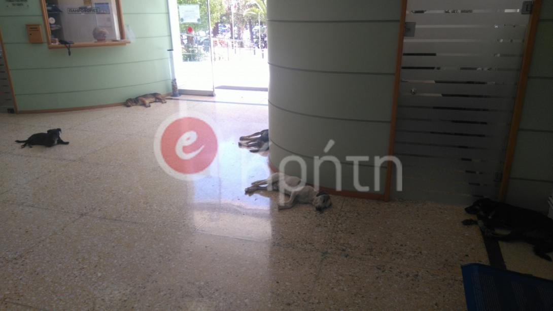 τοπικος αστυνομος