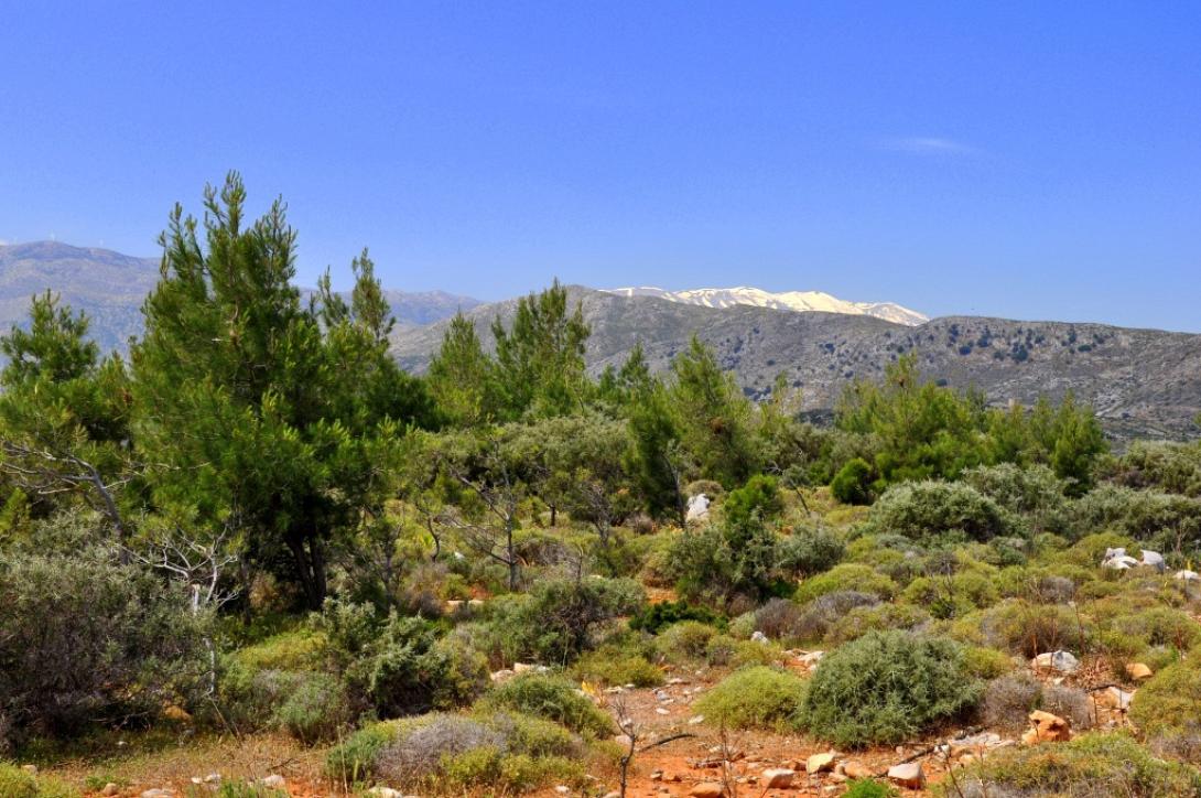 Δάσος Κέρης