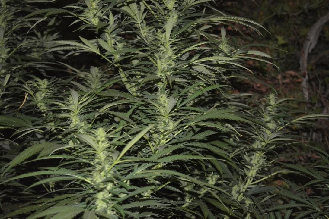 χασισοφυτεία