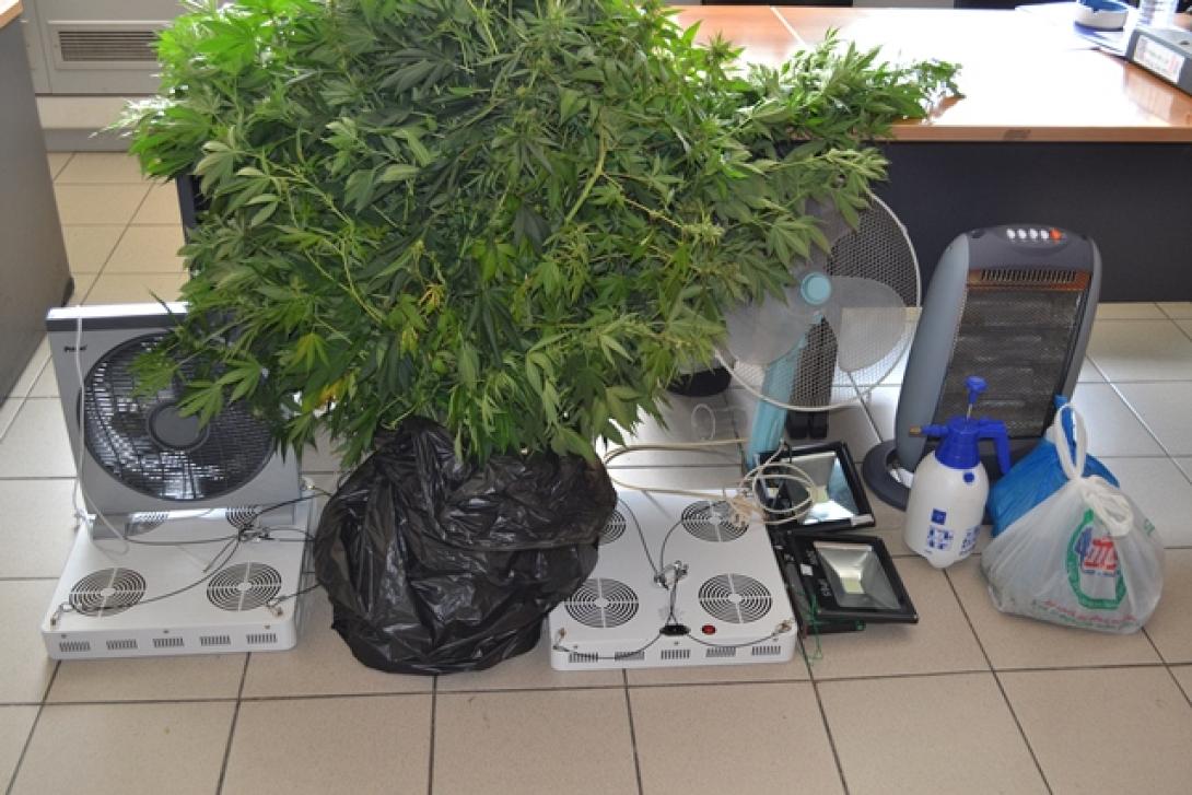 υδροπονικη χασις