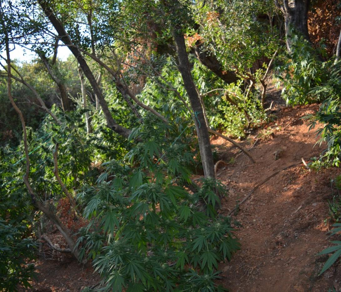 φυτεια χασις ναρκωτικα.jpg