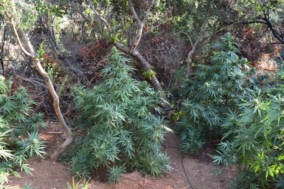 φυτεια χασις ναρκωτικα.jpg